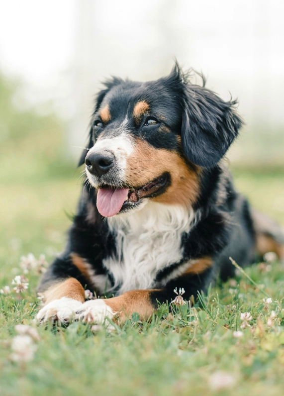 A content dog enjoying the outdoors